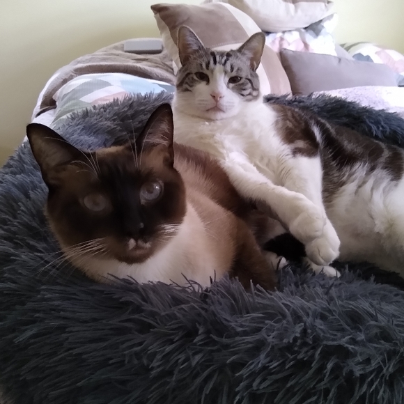 Meet your Posher, Darlene - Picture 13 of 16